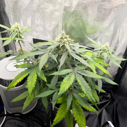 Creamatic growlog timeline photo