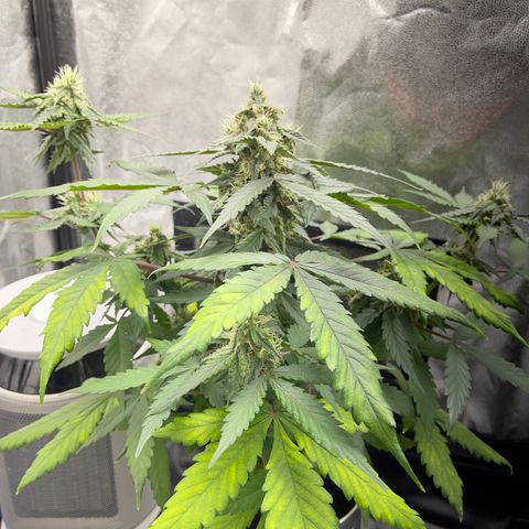 Creamatic growlog timeline photo