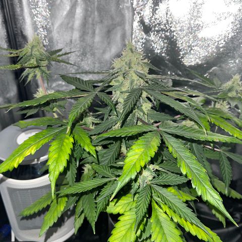 Creamatic growlog timeline photo