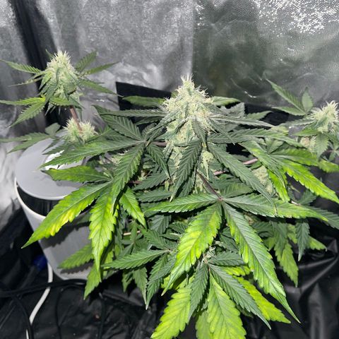 Creamatic growlog timeline photo
