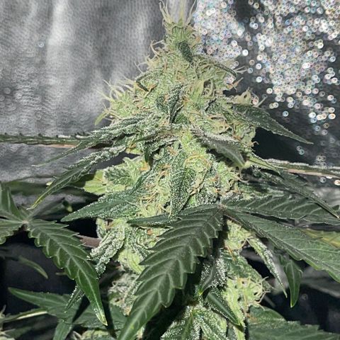 Creamatic growlog timeline photo