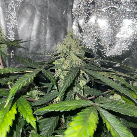 Creamatic growlog timeline photo