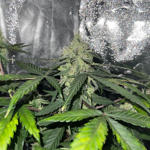 Creamatic growlog timeline photo