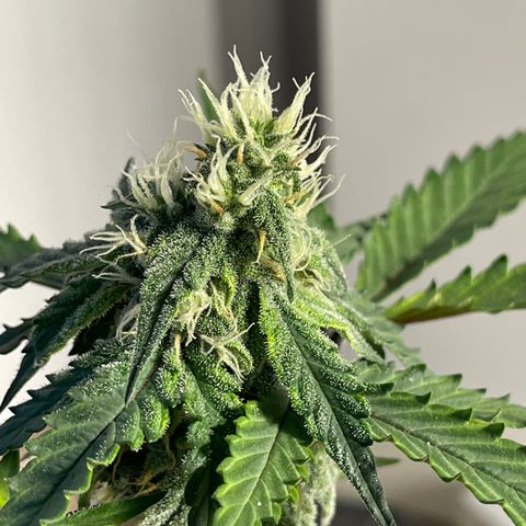 Creamatic growlog timeline photo