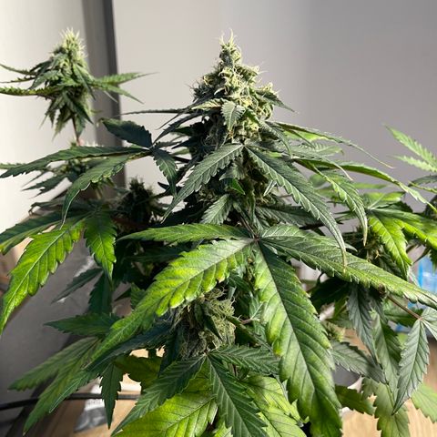 Creamatic growlog timeline photo