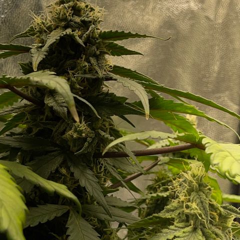 Creamatic growlog timeline photo