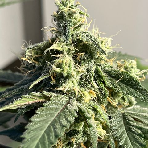 Creamatic growlog timeline photo
