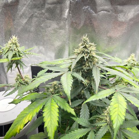 Creamatic growlog timeline photo
