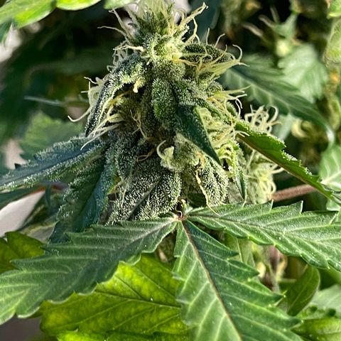 Creamatic growlog timeline photo