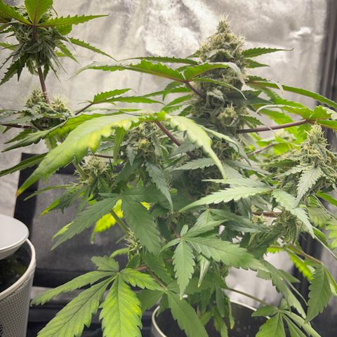 Creamatic growlog timeline photo