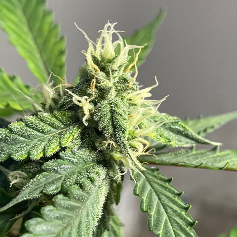 Creamatic growlog timeline photo