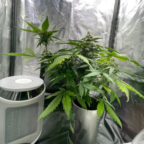 Creamatic growlog timeline photo