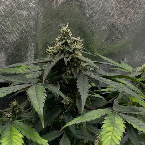 Creamatic growlog timeline photo