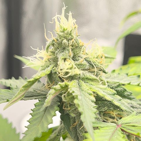 Creamatic growlog timeline photo