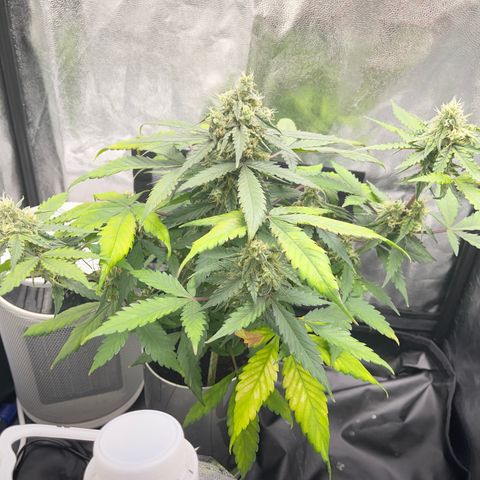 Creamatic growlog timeline photo