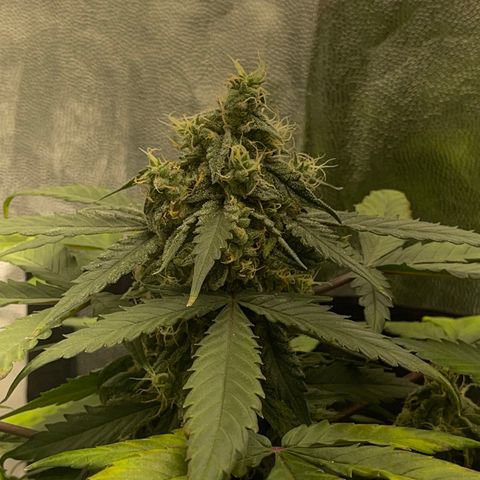 Creamatic growlog timeline photo
