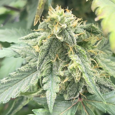 Creamatic growlog timeline photo