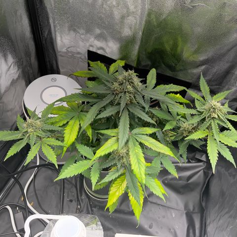 Creamatic growlog timeline photo