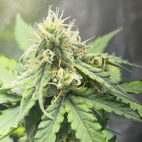 Creamatic growlog timeline photo