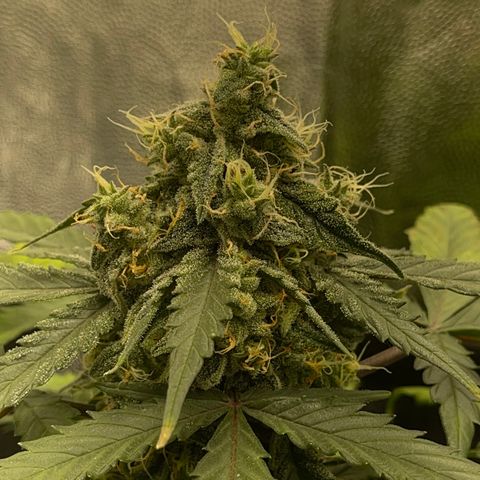 Creamatic growlog timeline photo