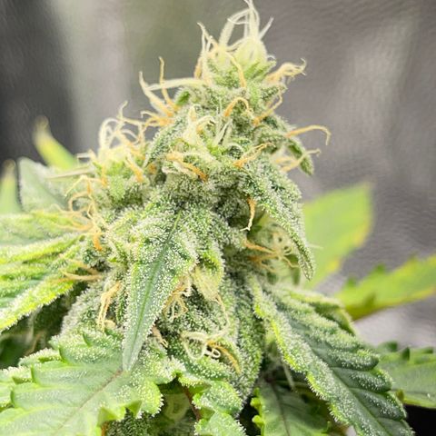 Creamatic growlog timeline photo