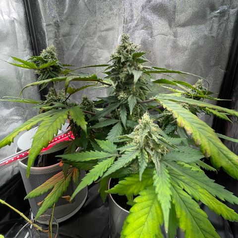 Creamatic growlog timeline photo