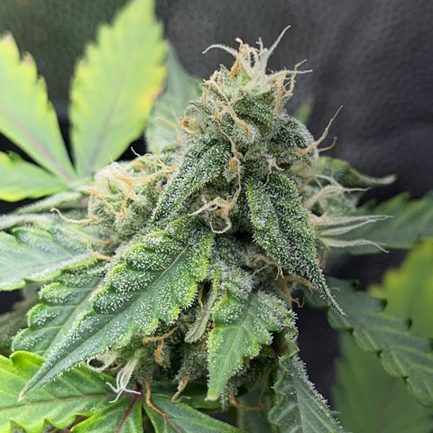 Creamatic growlog timeline photo