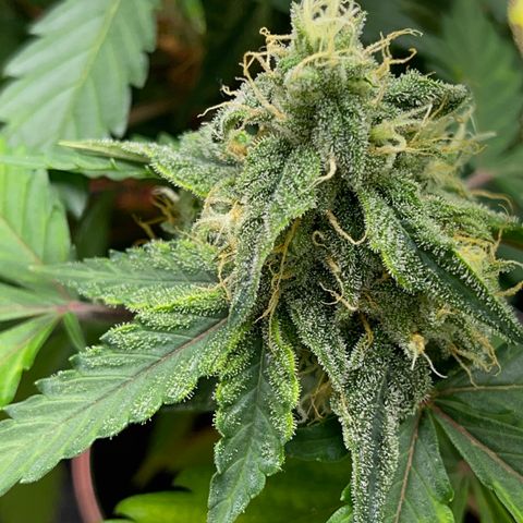 Creamatic growlog timeline photo