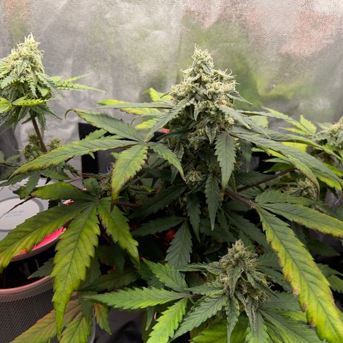 Creamatic growlog timeline photo