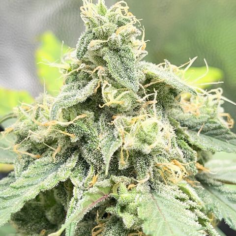 Creamatic growlog timeline photo