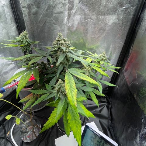 Creamatic growlog timeline photo