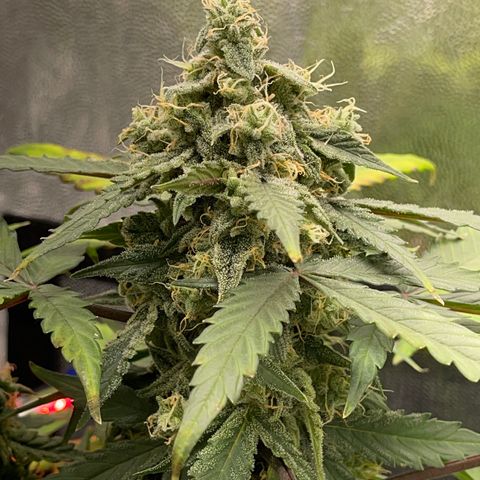 Creamatic growlog timeline photo