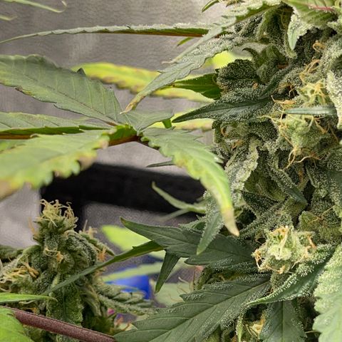 Creamatic growlog timeline photo