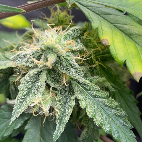 Creamatic growlog timeline photo