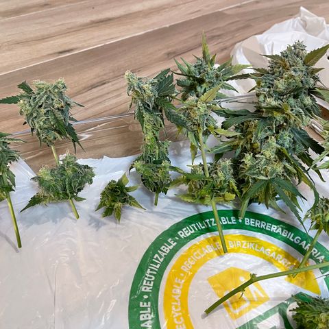 Creamatic growlog timeline photo