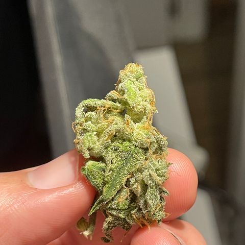 Creamatic growlog timeline photo