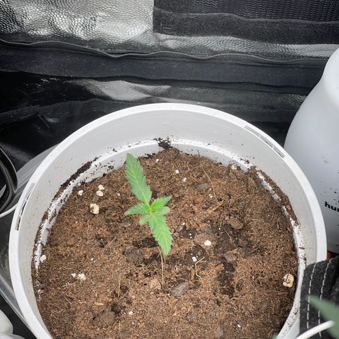 Diesel armario growlog timeline photo