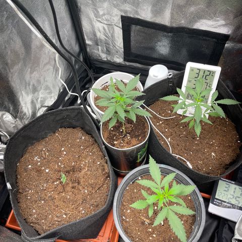 Watermelon auto growlog timeline photo