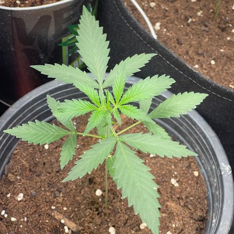 Watermelon 2 growlog timeline photo