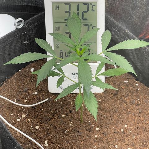 Watermelon auto growlog timeline photo