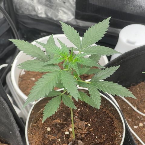 Diesel auto growlog timeline photo