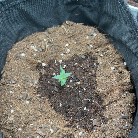 Cookies gelato growlog timeline photo