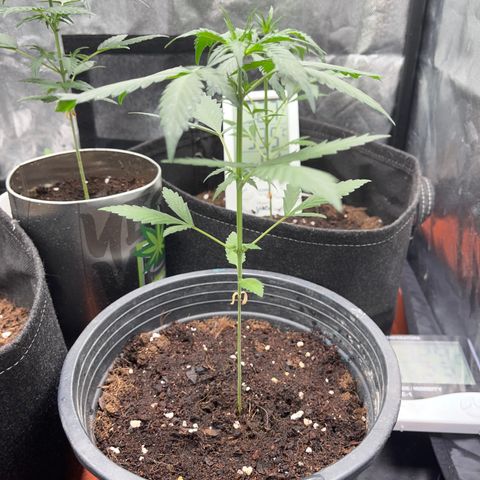Watermelon 2 growlog timeline photo