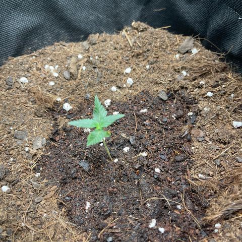 Cookies gelato growlog timeline photo
