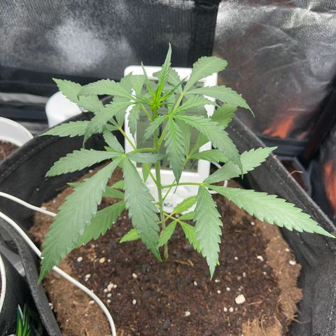 Watermelon auto growlog timeline photo