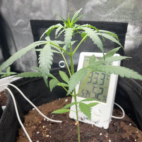 Watermelon auto growlog timeline photo