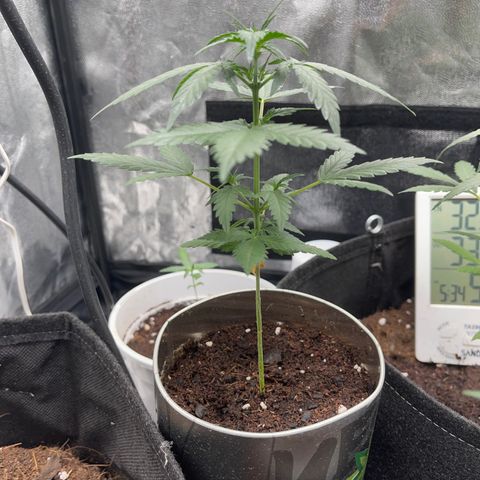 Diesel auto growlog timeline photo