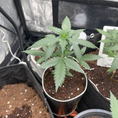 Diesel auto growlog timeline photo
