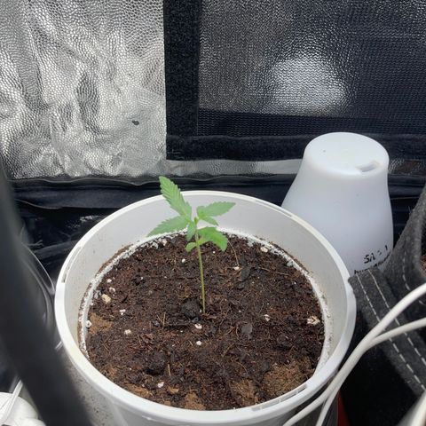 Diesel armario growlog timeline photo