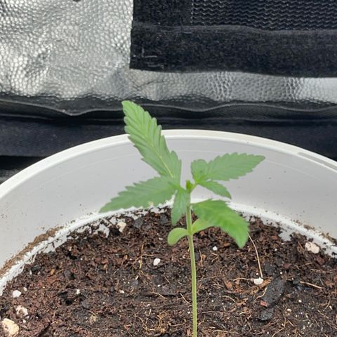 Diesel armario growlog timeline photo